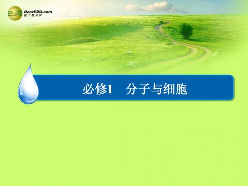 【金版教程】高考生物一轮复习精讲(最新考纲 核心考点)第三单元 第11讲 能量之源 光与光合作用课件 必修1