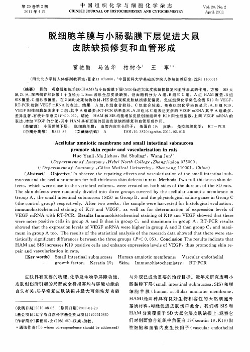 脱细胞羊膜与小肠黏膜下层促进大鼠皮肤缺损修复和血管形成