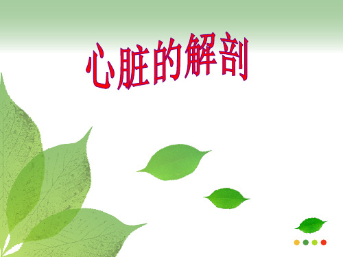 心脏的解剖ppt课件