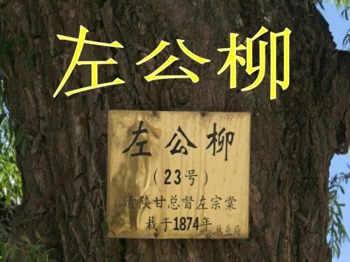 五年级语文下册第5单元22《左公柳》 精品优选PPY课件2语文S版