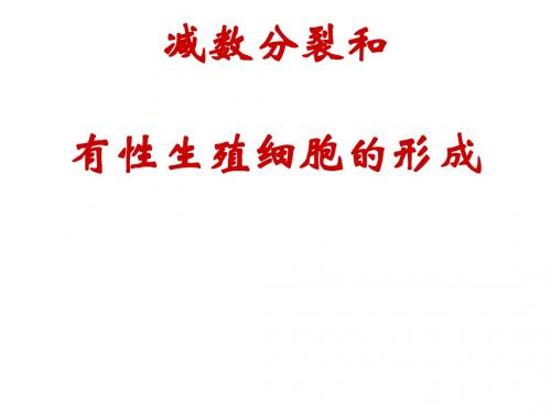 减数分裂和有性生殖细胞的形成ppt5 人教版