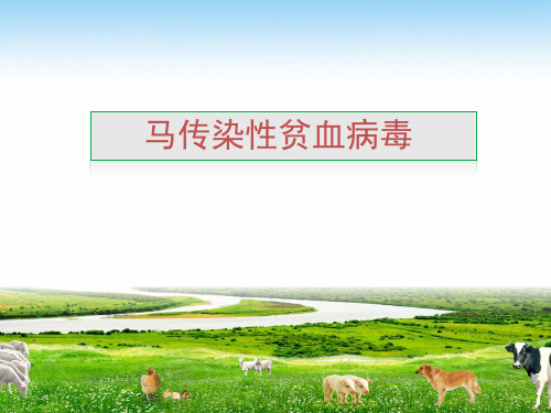 马传染性贫血病毒.ppt