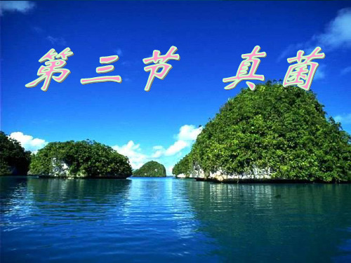 【人教版】生物八年级上册：5.4.3《真菌》pdf教学课件(3)