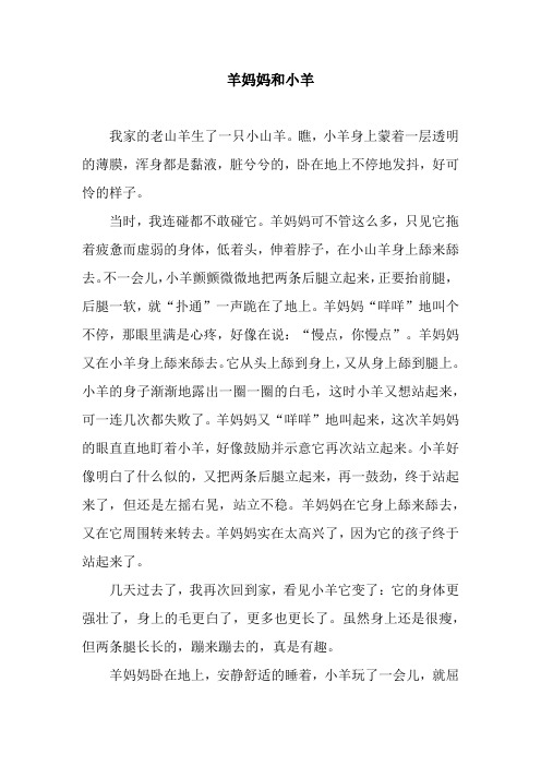 羊妈妈和小羊