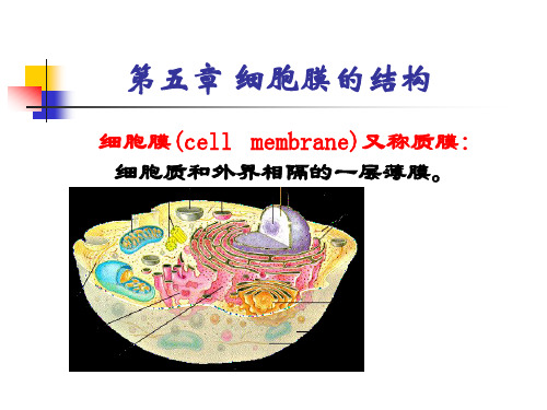 细胞膜的结构