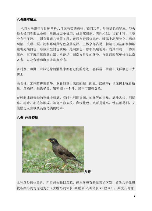 八哥基本概述