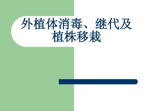 消毒继代及移栽