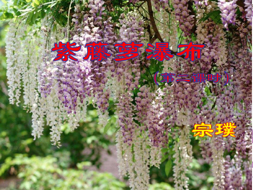 苏教版八年级下册语文：三 紫藤萝瀑布