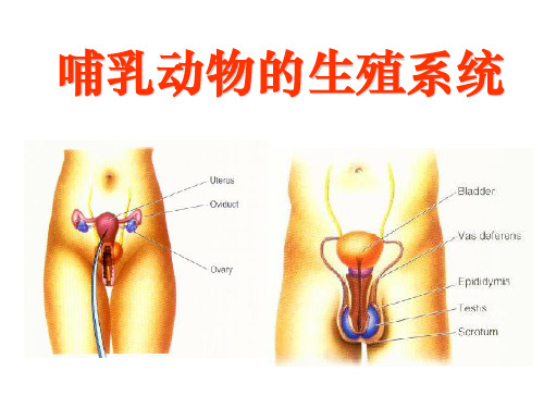 发育生物学哺乳动物的生殖系统ppt课件