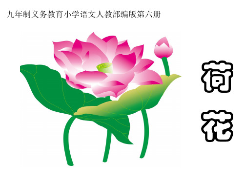 【人教部编版小学语文】荷花ppt公开课课件3