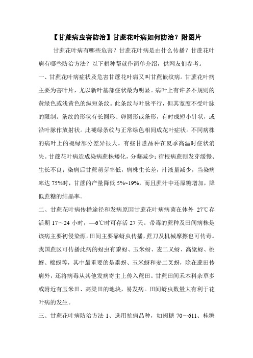 【甘蔗病虫害防治】甘蔗花叶病如何防治？附图片