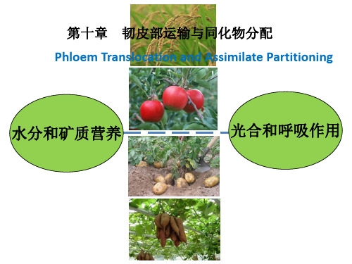 第十章 韧皮部运输与同化物分配(1)