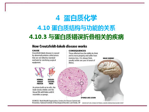 生物化学3.4.16 4.10.3 与蛋白质错误折叠相关的疾病