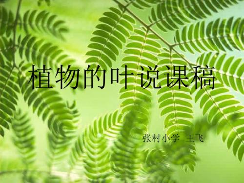 植物的叶说课稿