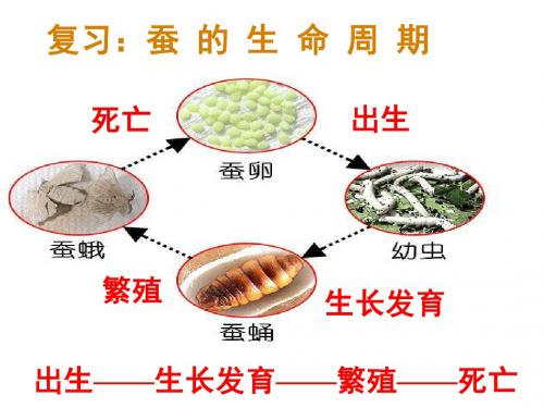 其他动物的生命周期