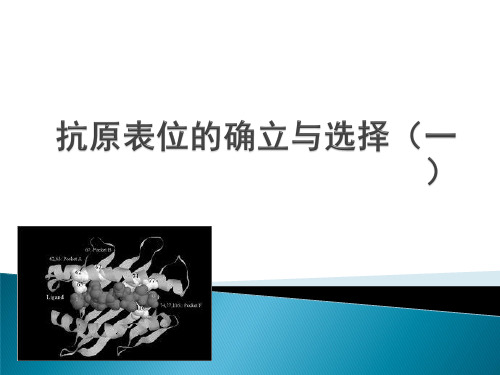 抗原表位