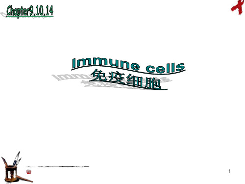 immunecell免疫细胞