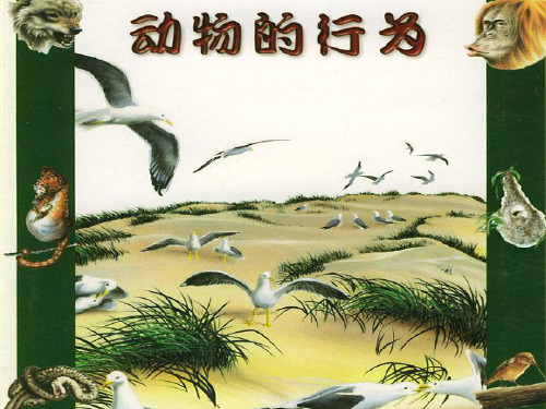 动物的先天性行为和学习行为