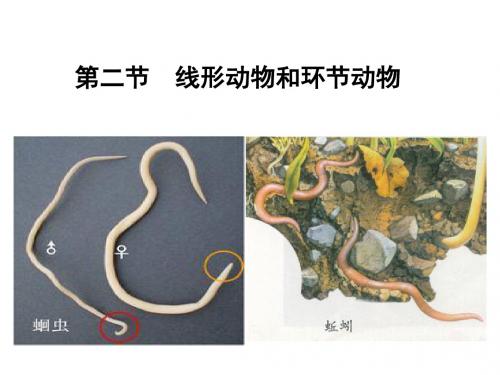线形动物和环节动物 (PPT课件)