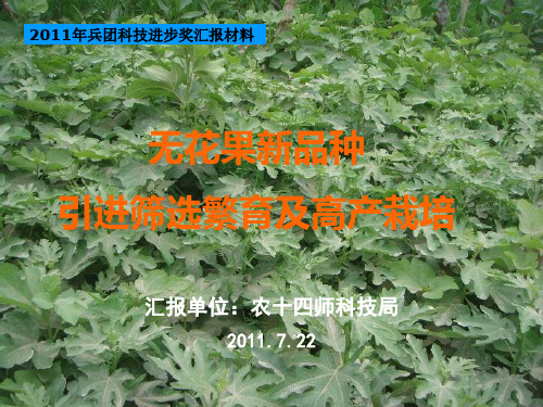无花果新品种引进筛选繁育及高产栽培