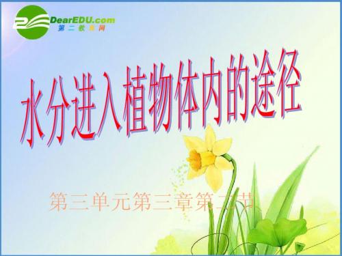 七年级生物上册：332 水分进入植物体内的途径课件人教版
