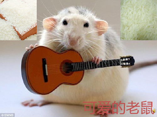 老鼠常识PPT课件