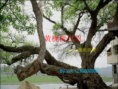 重庆市树黄桷树介绍