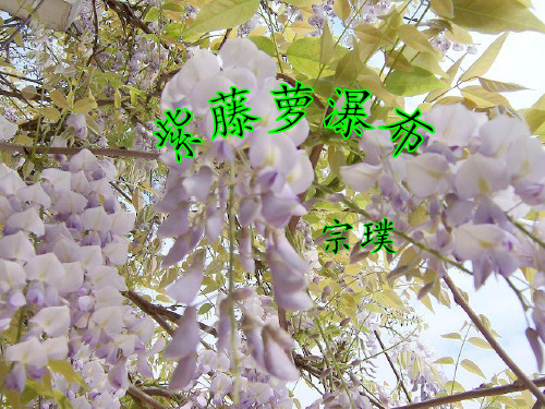 《紫藤萝瀑布》说课ppt