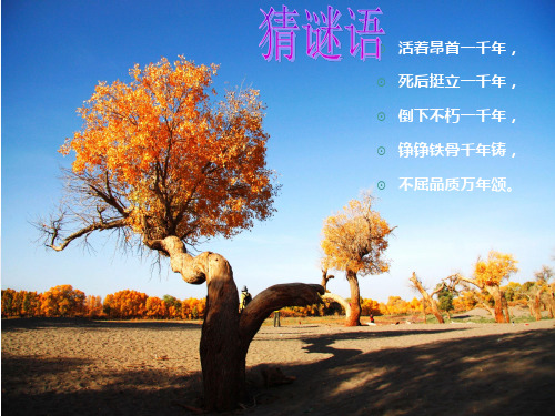 胡杨精神