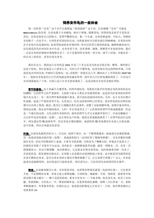 饲养安布龟的一些体会