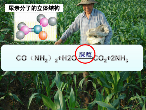 2-2 土壤中分解尿素的细菌的分离与计数总结