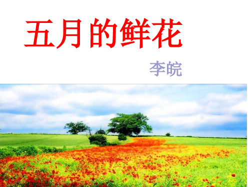 五月的鲜花