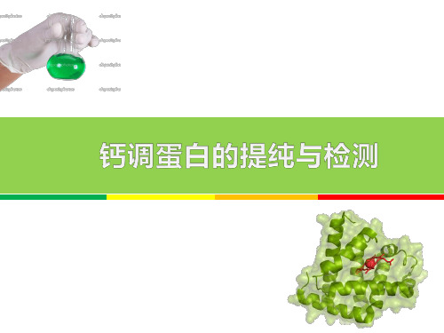 钙调蛋白的提纯与检测资料