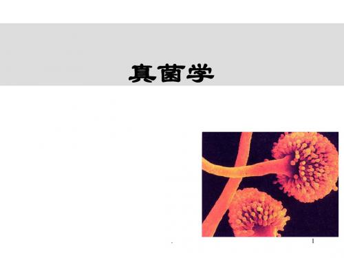 真菌 PPT课件