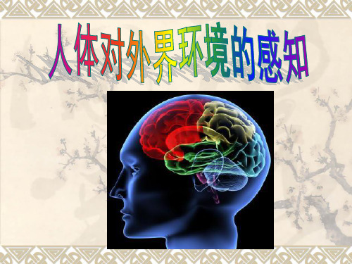 人教版七年级下册6.1 人体对外界环境的感知(79张ppt) (共79张PPT)