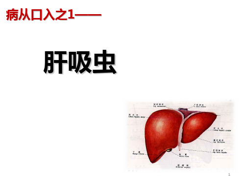 肝吸虫和肺吸虫PPT课件