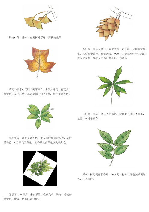 浙江彩色树种图谱