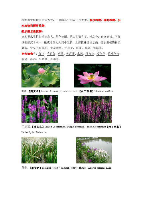 水生植物(图片及介绍)