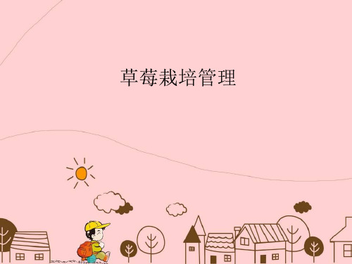 草莓栽培管理