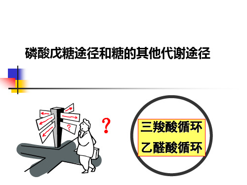 磷酸戊糖途径
