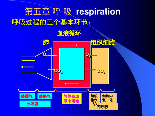 生理学课件呼吸-1肺通气