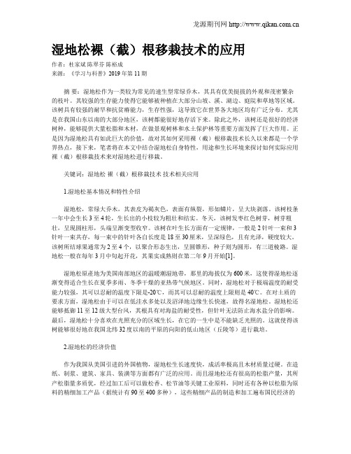 湿地松裸(截)根移栽技术的应用