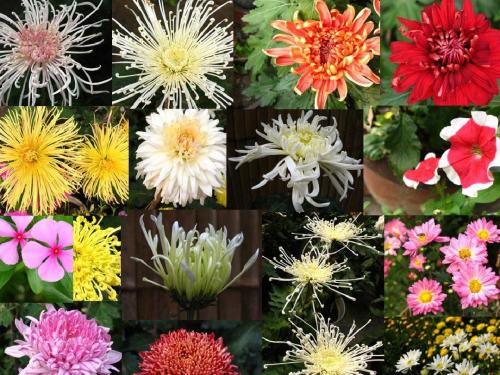 菊花的组织培养