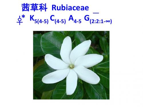 茜草科  Rubiaceae