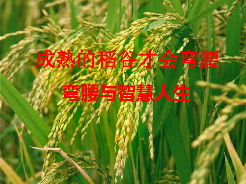 成熟的稻谷会弯腰