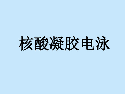 核酸凝胶电泳.终