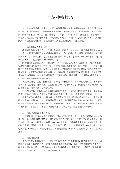 兰花种植技巧