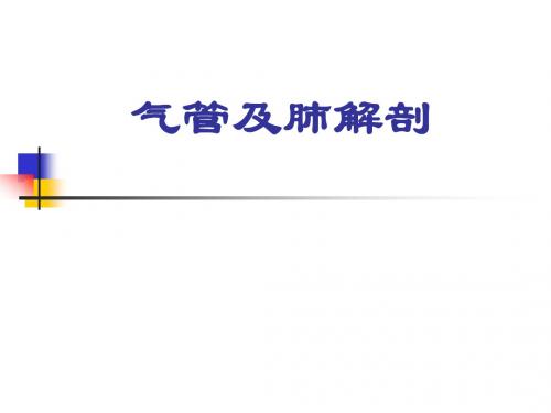 支气管及肺解剖
