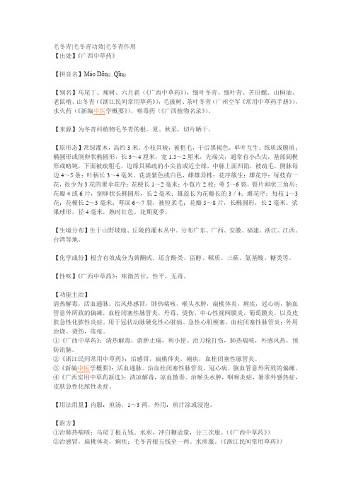 毛冬青