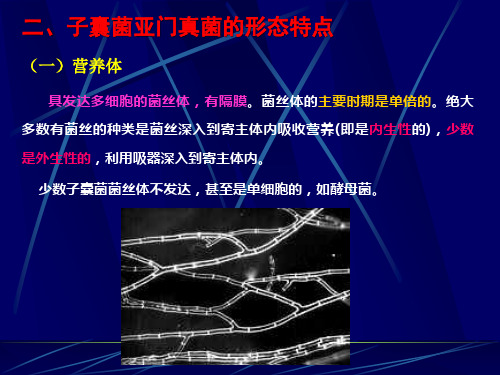 第二章病原真菌第四节子囊菌亚门真菌